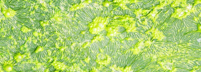 Pollutants in Toronto drains